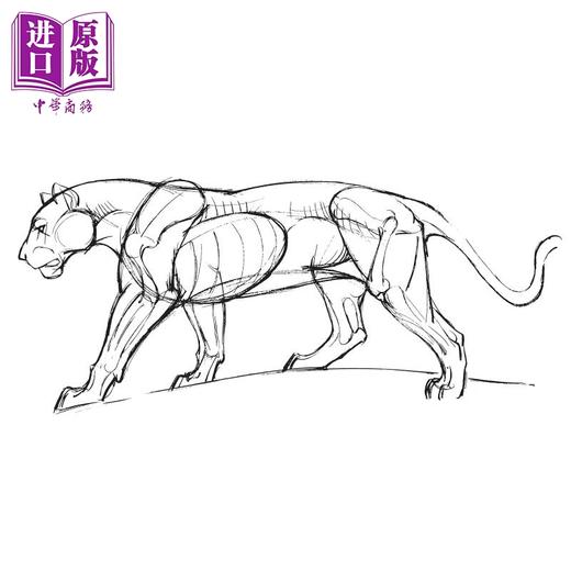 【中商原版】动物绘画的艺术:结构动作分析及漫画手法 英文原版 The Art of Animal Drawing 商品图2