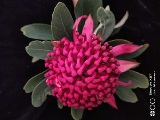 “杨月季”品牌------海神花 商品图3