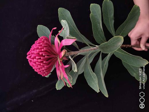 “杨月季”品牌------海神花 商品图1