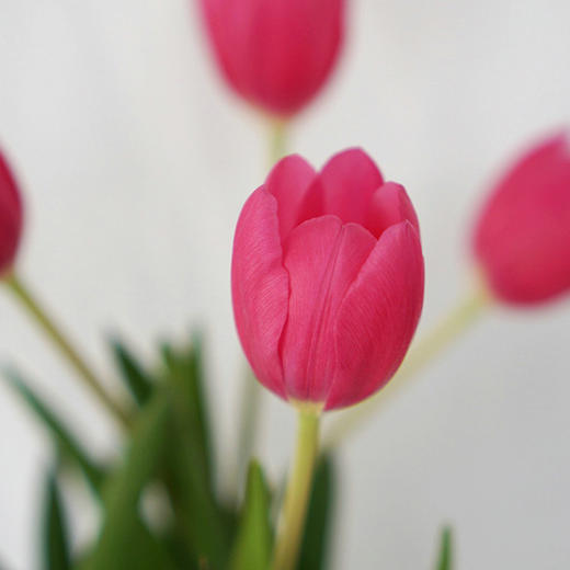 海盛 郁金香进口荷兰花卉 10枝 下单后72小时发货 基地现采直发