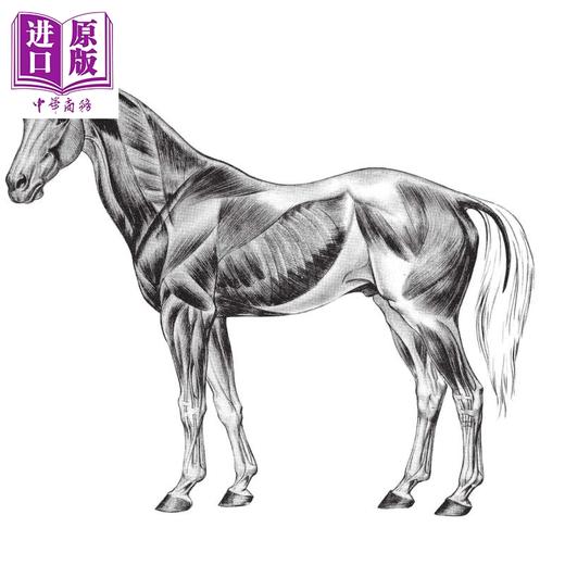 【中商原版】动物绘画的艺术:结构动作分析及漫画手法 英文原版 The Art of Animal Drawing 商品图3