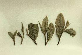 [第64期]方守龙2011年春牡丹茶（福鼎白茶 | 陈香蜜韵）