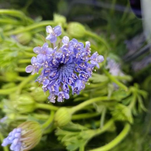 【祝你幸福】翠珠  多色可选  若干枝/扎 商品图6