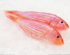 冰鲜红杉鱼 /斤 商品缩略图1