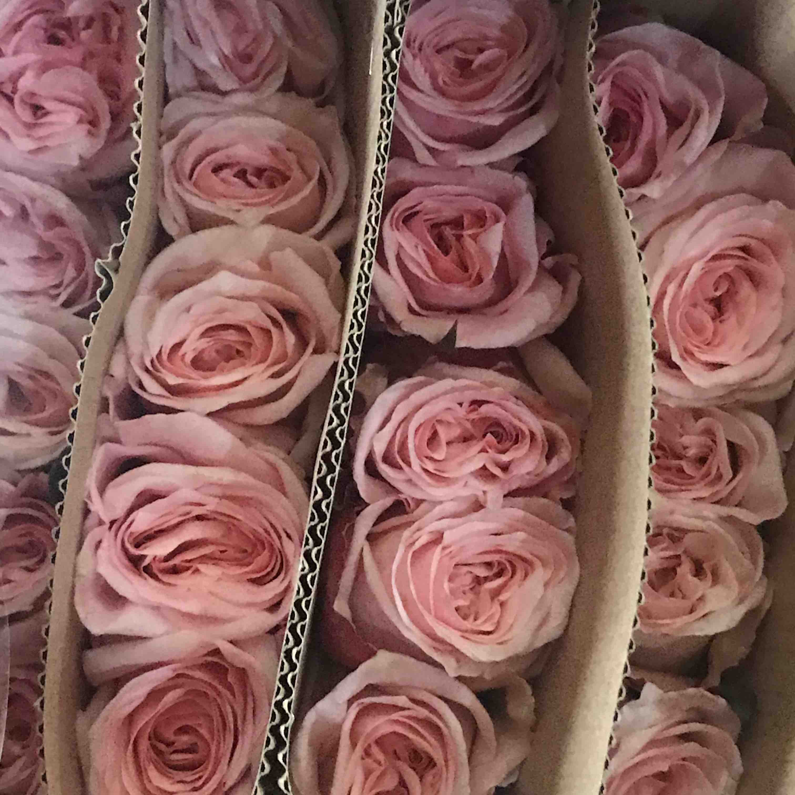 玫瑰 粉荔枝 70CM