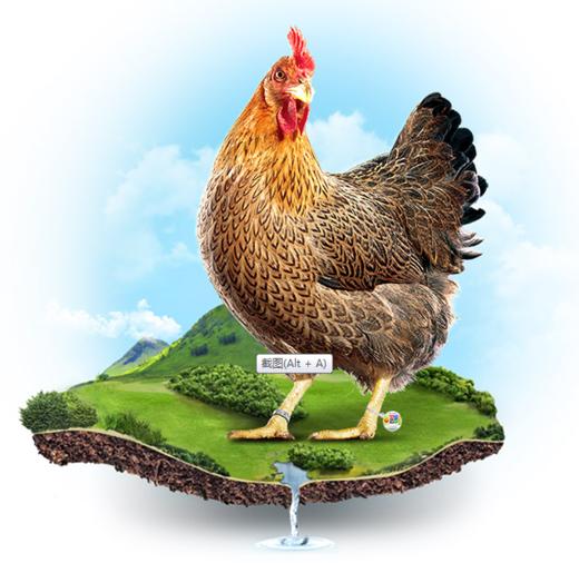 PY苏食广东清远鸡（皇后鸡）900克左右/只 商品图0