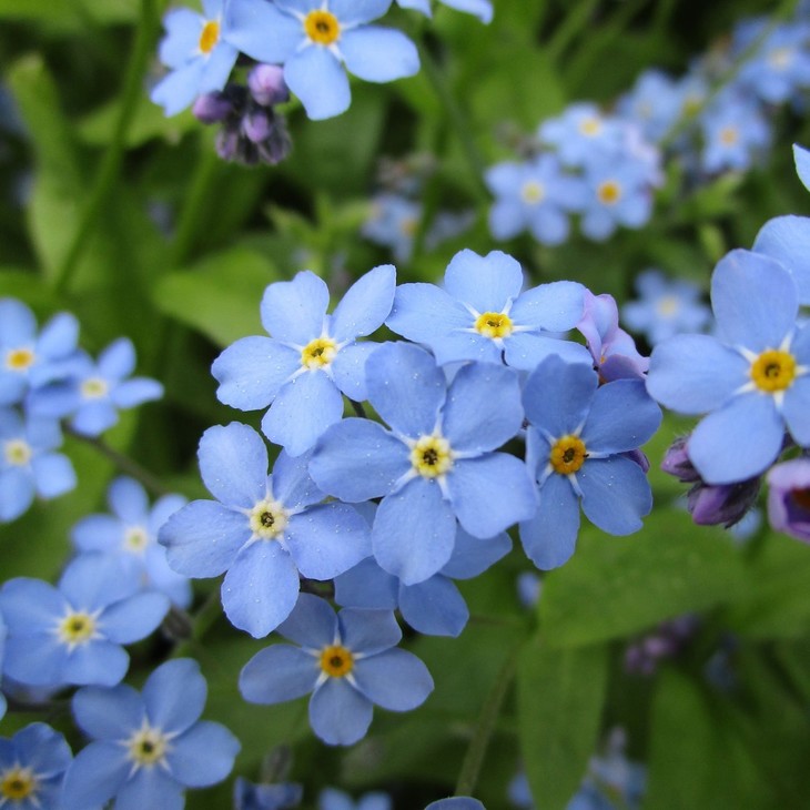 勿忘草种子forget Me Not 维多利亚混色 蓝色球耐半阴喜湿润环境球根伴侣 雪莉伦敦种子店 勿忘草种子forget Me Not 维多利亚混色 蓝色球耐半阴喜湿润环境球根伴侣 雪莉伦敦种子店