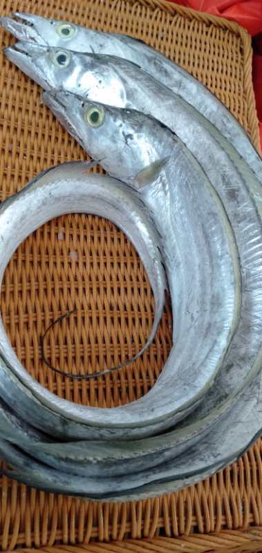 野生新鲜带鱼(今天的 带鱼大条)(500g)