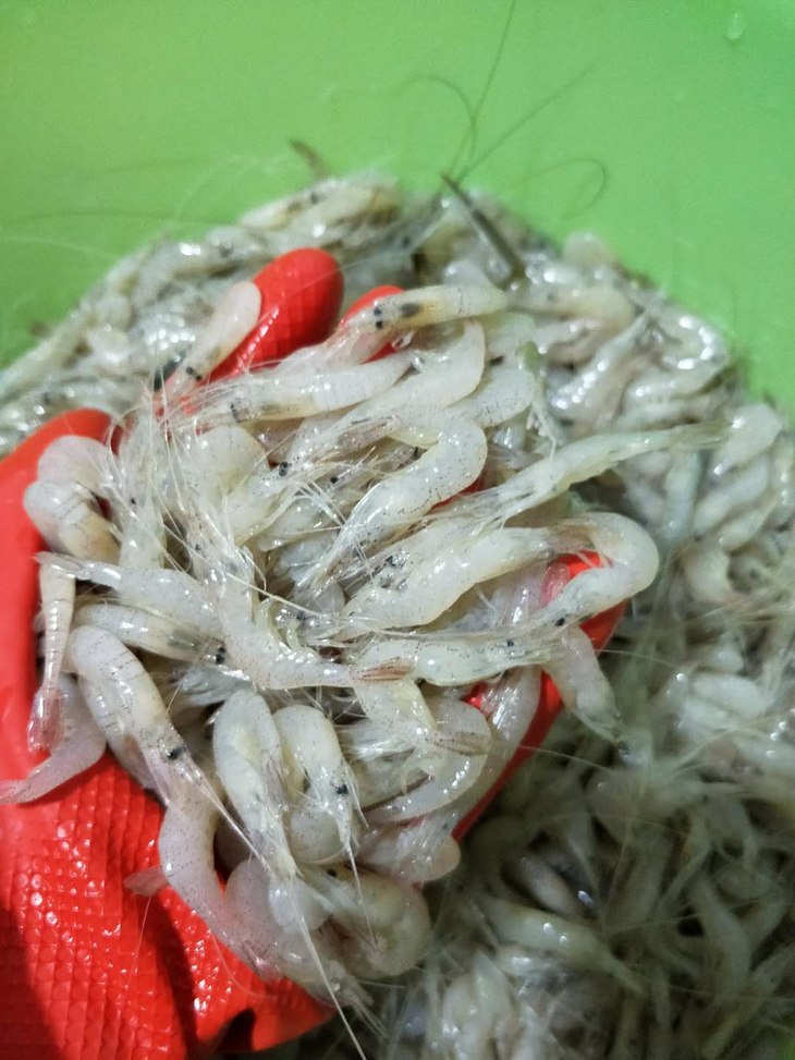 顺丰包邮巢湖特产淡水野生白米虾儿童孕妇老人补钙必备捕捞速冻河虾