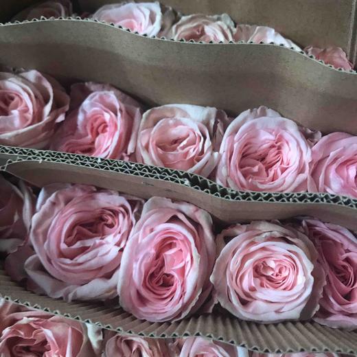 玫瑰 粉荔枝 70CM 商品图1