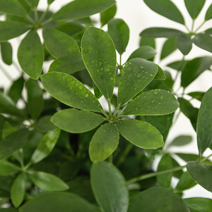 小摇钱树鸭脚木