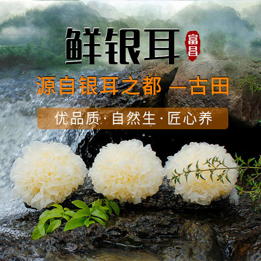 新鲜银耳6朵装约800g 活鲜雪耳非干货白木耳福建古田特产糯莲子羹材料6朵 商品图0