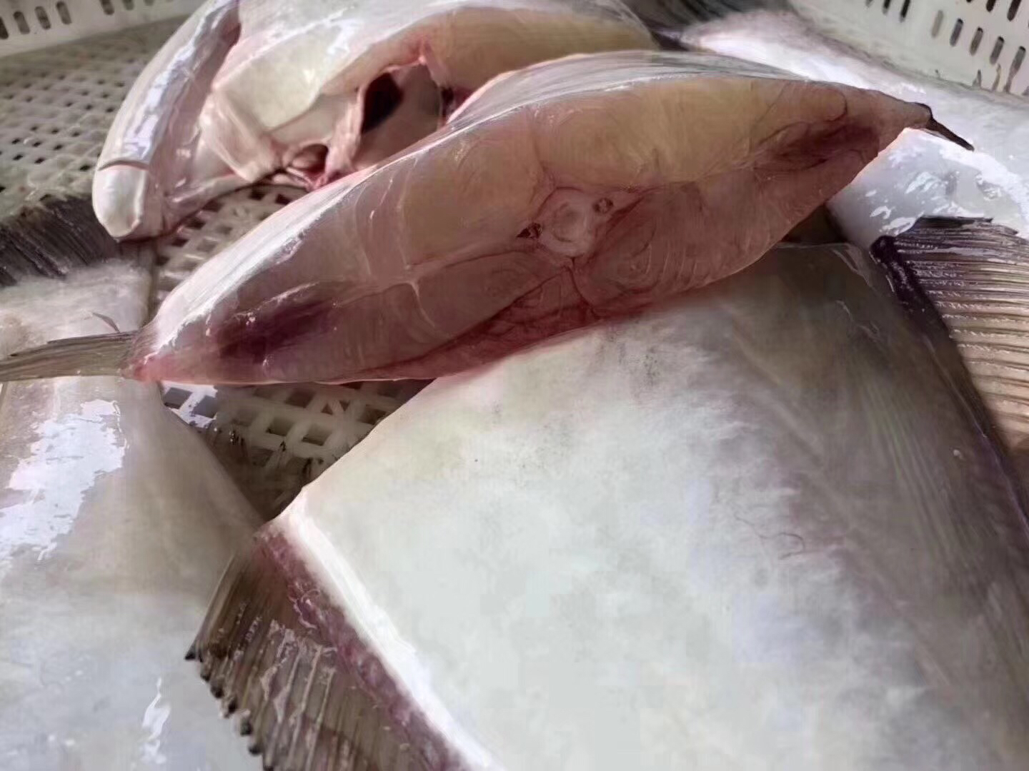 海鲜精选东山海鲜61活鲜大扒皮鱼顺丰冷链肉多刺少肉嫩q弹干煎外酥