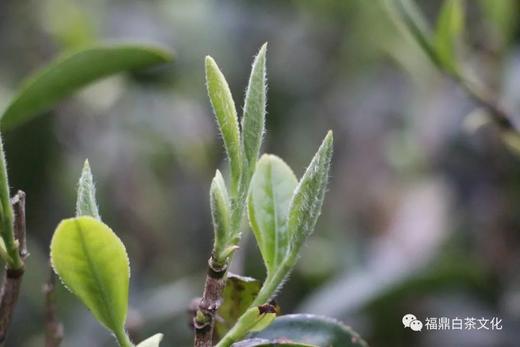 白茶里的白毫有什么用？ 商品图0