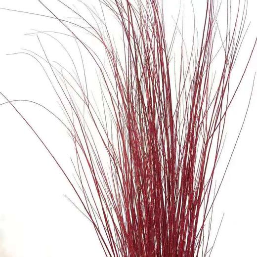 【长长久久】进口红瑞木  红柳枝   多规格（超长待机） 商品图4