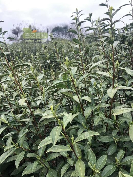 特级碧螺春半斤礼盒装 商品图6