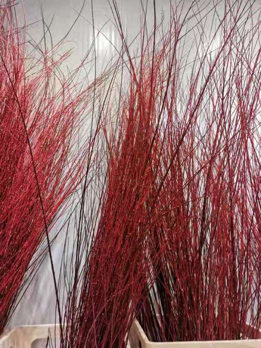 【长长久久】进口红瑞木  红柳枝   多规格（超长待机） 商品图6