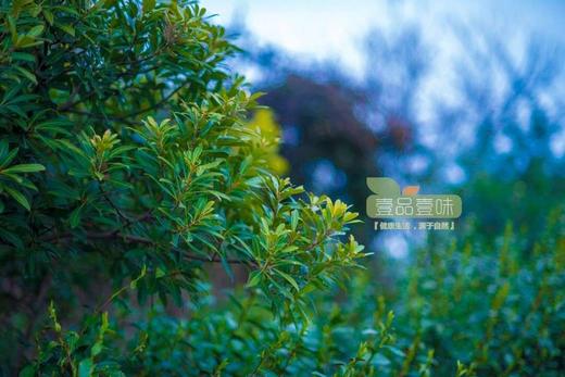 特级碧螺春半斤礼盒装 商品图7