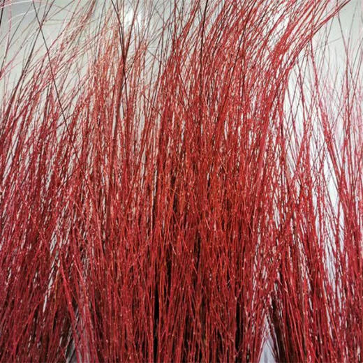 【长长久久】进口红瑞木  红柳枝   多规格（超长待机） 商品图5