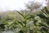 特级碧螺春半斤礼盒装 商品缩略图9