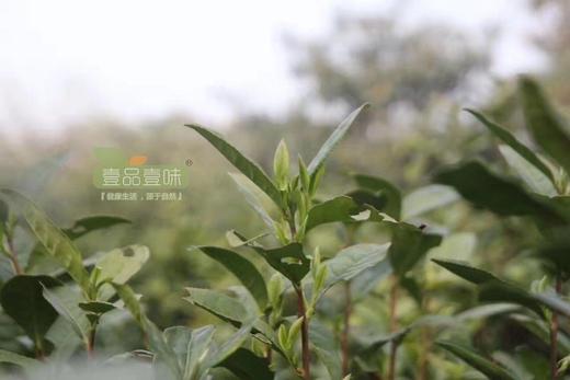 特级碧螺春半斤礼盒装 商品图9