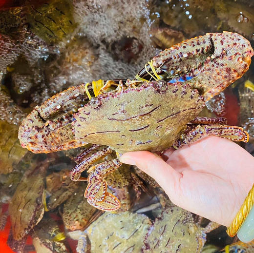 【海鲜精选】东山海鲜•活鲜黑蟹 壳硬肉满 堪称螃蟹届的肌肉男   多还少补 顺丰冷链配送 商品图0