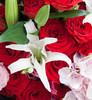 红颜知己     红色康乃馨19枝、红玫瑰11枝、多头白百合5枝、粉色绣球 商品缩略图3