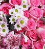 欢乐时刻    粉色苏醒玫瑰33枝、粉色绣球2枝、白粉色小雏菊2扎、紫边康乃馨7枝、绿掌2片 （1945） 商品缩略图4