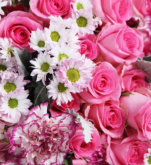 欢乐时刻    粉色苏醒玫瑰33枝、粉色绣球2枝、白粉色小雏菊2扎、紫边康乃馨7枝、绿掌2片 （1945） 商品图4