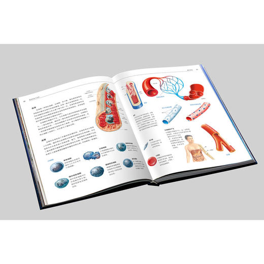 《人体大百科 : 结构和功能图谱》 商品图2