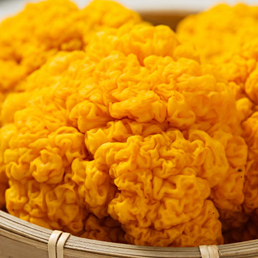 云南特产新鲜金耳菌黄金耳黄木耳野生菌金耳黄耳