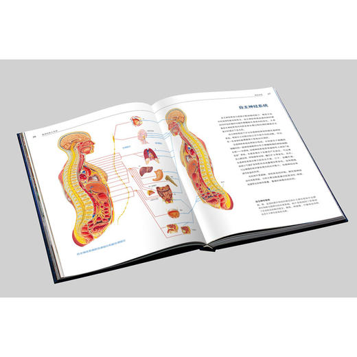 《人体大百科 : 结构和功能图谱》 商品图9