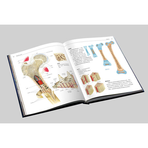 《人体大百科 : 结构和功能图谱》 商品图6