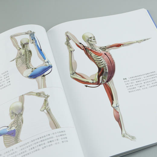 【套装】精zhun瑜伽解剖书（3+4） 商品图4