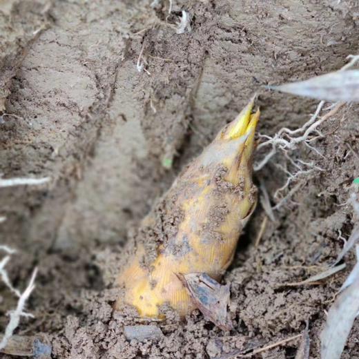 野生冬笋| 合作生产* Wild winter bamboo shoots|Partner Production 商品图4