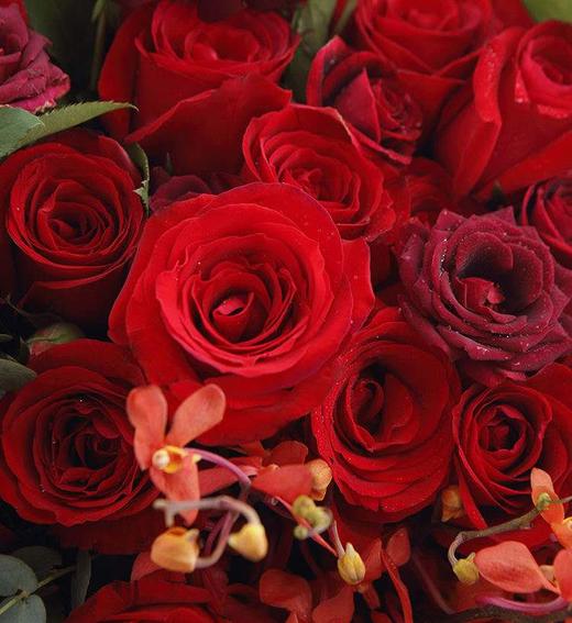 爱情宣言   卡罗拉33枝、红色朱蕉叶3枝、千代兰7枝、大红色多头玫1.5扎（1948） 商品图2