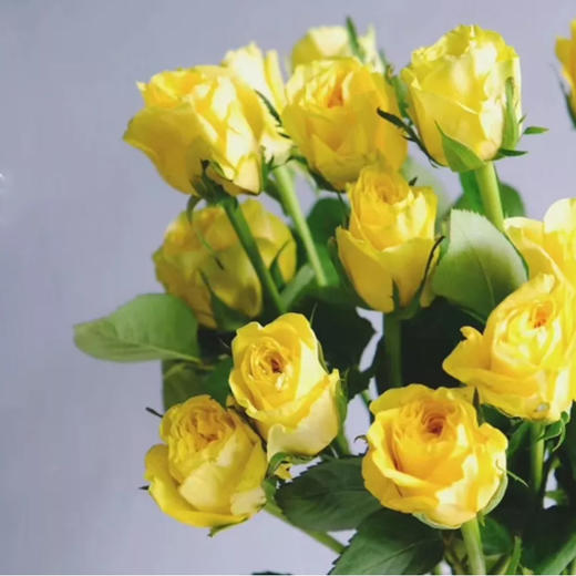 月球漫步玫瑰20枝