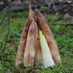 【限发江浙沪 顺丰包邮 】舌尖推荐  临安天目山雷笋春笋 鲜嫩爽口 现挖现发 5斤装