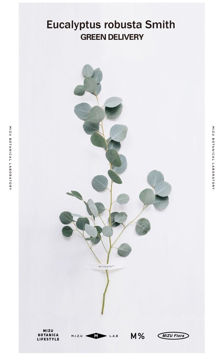 银叶多花桉进口尤加利灰绿色植物