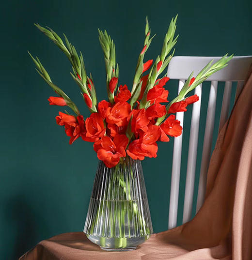 jcktf剑兰红色10支装a级5