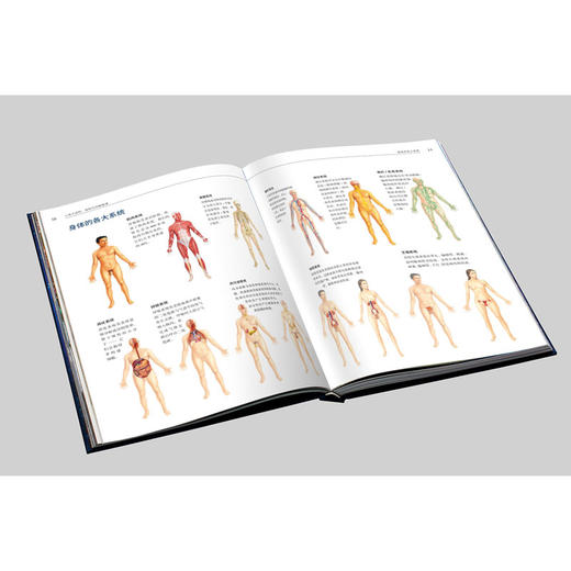 《人体大百科 : 结构和功能图谱》 商品图8