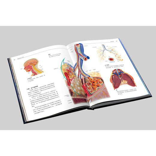 《人体大百科 : 结构和功能图谱》 商品图4