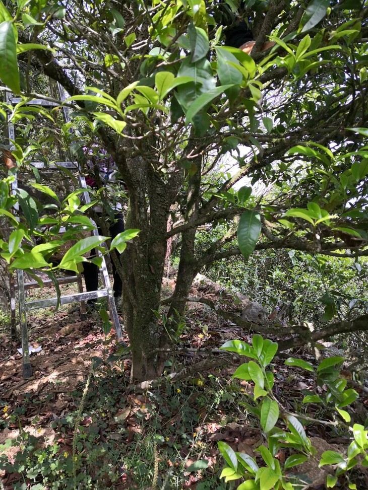 凤凰单丛鸭屎香2019春茶