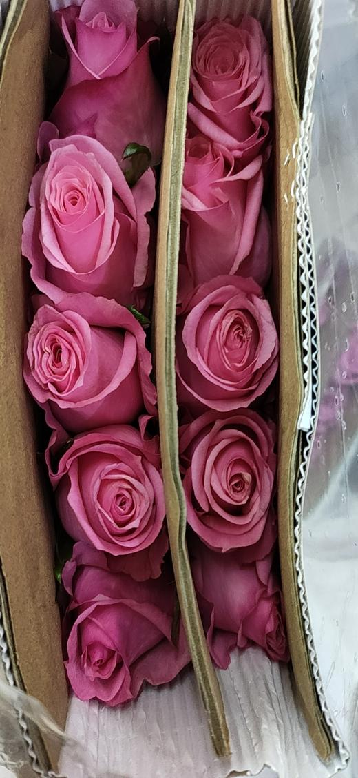 海盛玫瑰茱比莉粉色10支扎