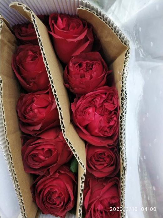 海盛玫瑰荣耀红色10支扎