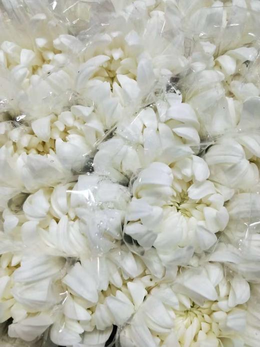 【寄托】菊花 大白菊 10支/扎 商品图2