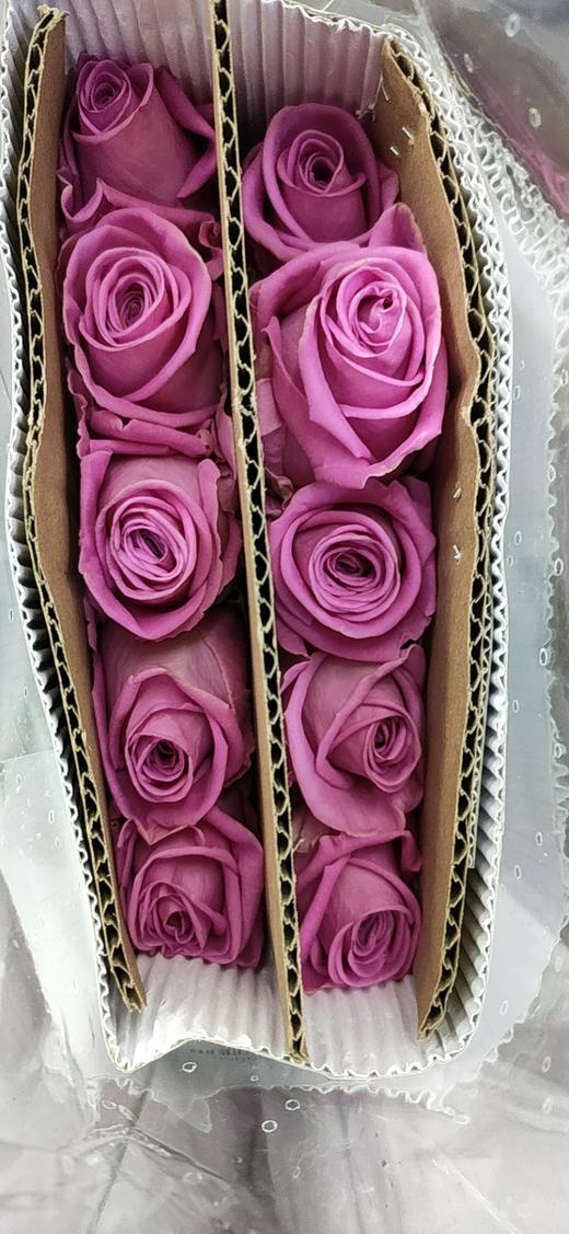 海盛玫瑰源泉粉色10支扎