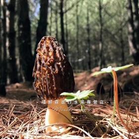 ✈️【香格里拉羊肚菌】滋补山珍（特秀级次日发）