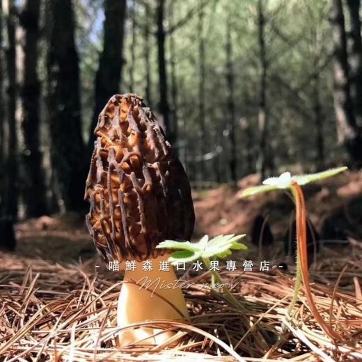 ✈️【香格里拉羊肚菌】滋补山珍（特秀级次日发） 商品图0