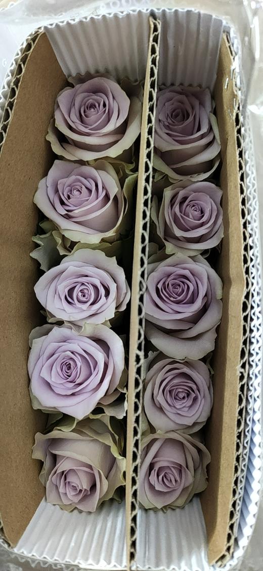 海盛玫瑰晨露紫色10支扎